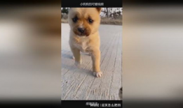 小狗狗视频,小狗狗视频集锦